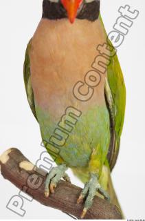 Parrot Psittacula alexandri 0018